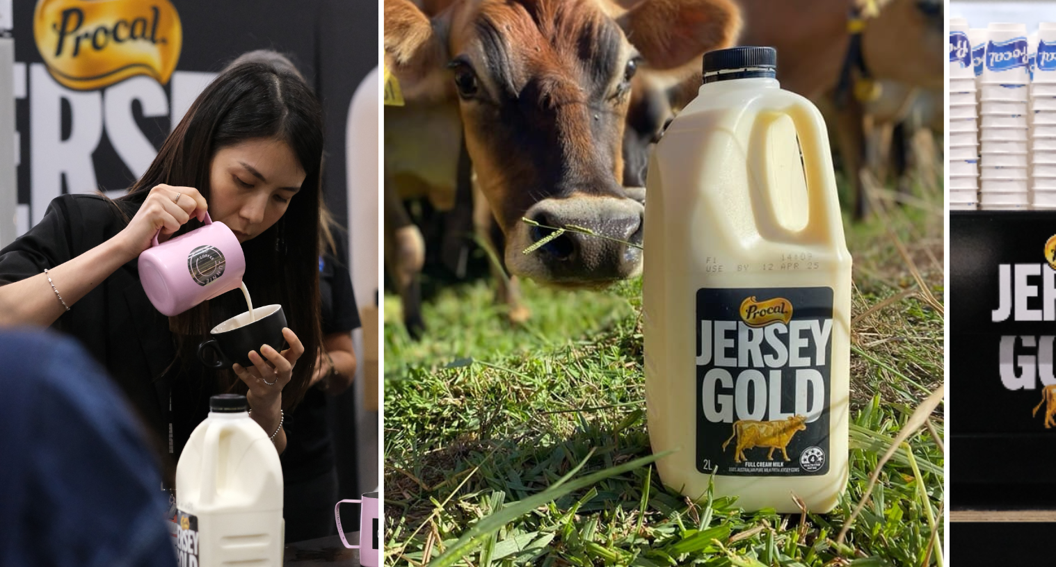 Introducing Procal Jersey Gold A Creamy New Standard for Coffee, Gela