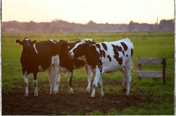 How Procal Supports Australian Farmers